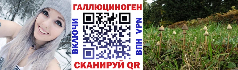 Галлюциногенные грибы прущие грибы  Горно-Алтайск 